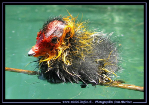 A beautiful encounter at the end of our dive : a baby coo... by Michel Lonfat 
